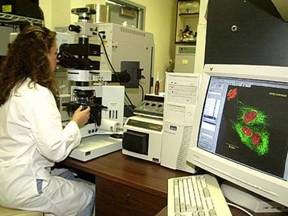 Confocal Microscopy