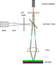 Confocal Micrscopy