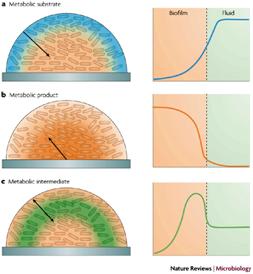 Physiological heterogeneity in biofilms