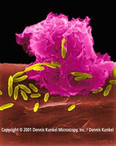 Bacterial mass grazing of the surface of cells