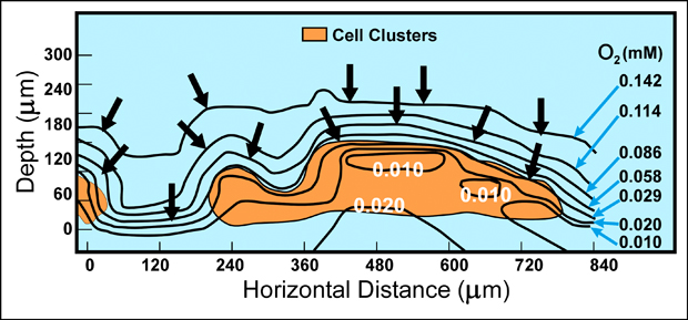 Oxygen Concentration Contours