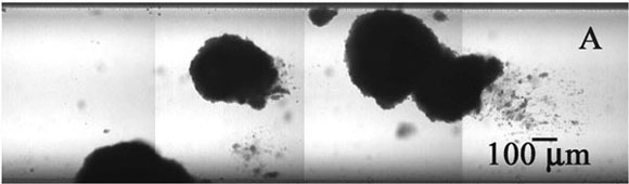 S. epidermidis biofilm