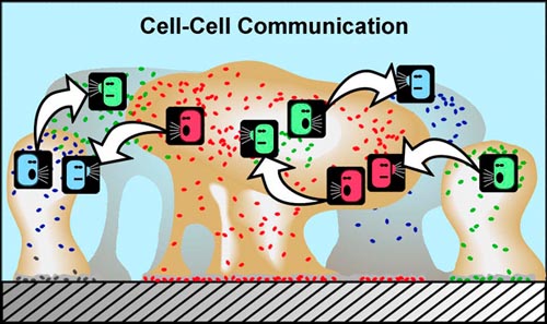 Biofilm Lifecycle