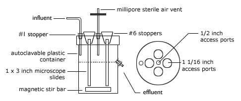 Biofilm Lifecycle