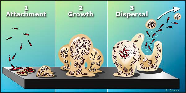 Biofilm Lifecycle