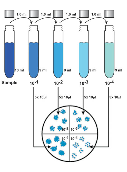 Figure 1. Dilution series followed by drop-plating techniques