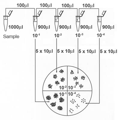 Figure 2. Dilution series followed by drop-plating technique for the alternate method