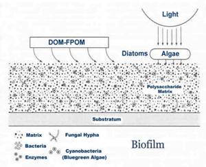 Early concept of a flat uniform biofilm