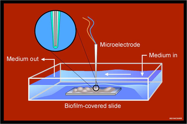 Biofilm Covered Slide