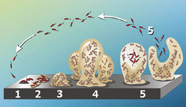 Biofilm Lifecycle