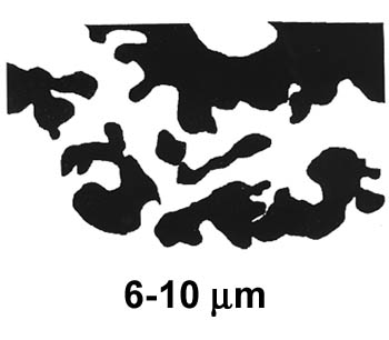 Biofilm Lifecycle