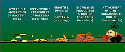 Biofilm development