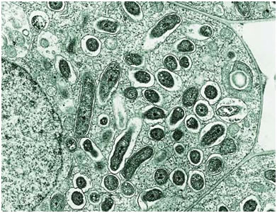 Rhizobium bacterioids