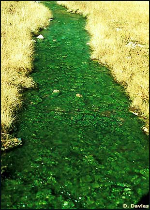 Biofilm Lifecycle