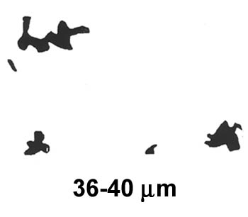 Biofilm Lifecycle