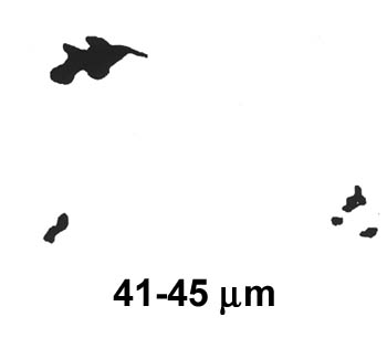 Biofilm Lifecycle