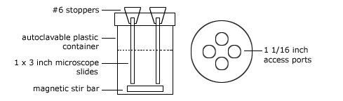 Biofilm Lifecycle