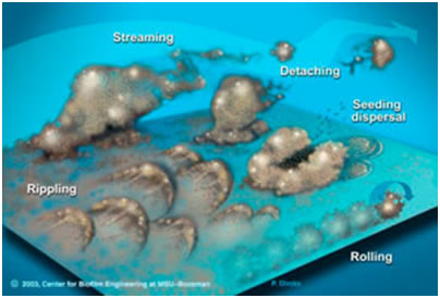 Pseudomonas aeruginosa biofilm life-cycle