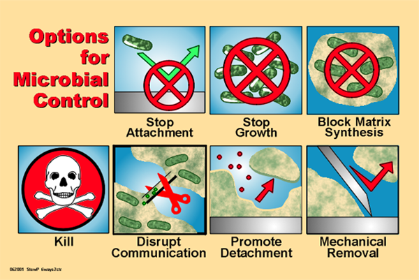 Options for controlling biofilm accumulation