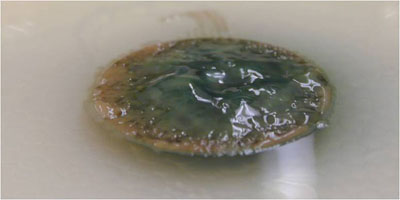 Photo of colony biofilm