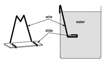 A micro-fishing frame for holding a microscope slide in a stream or aquarium